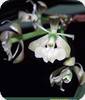 Epidendrum henschenii